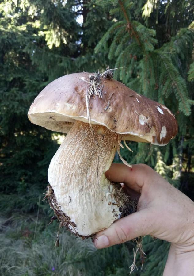 Bat'Kivska Hata Stari Kuty 外观 照片